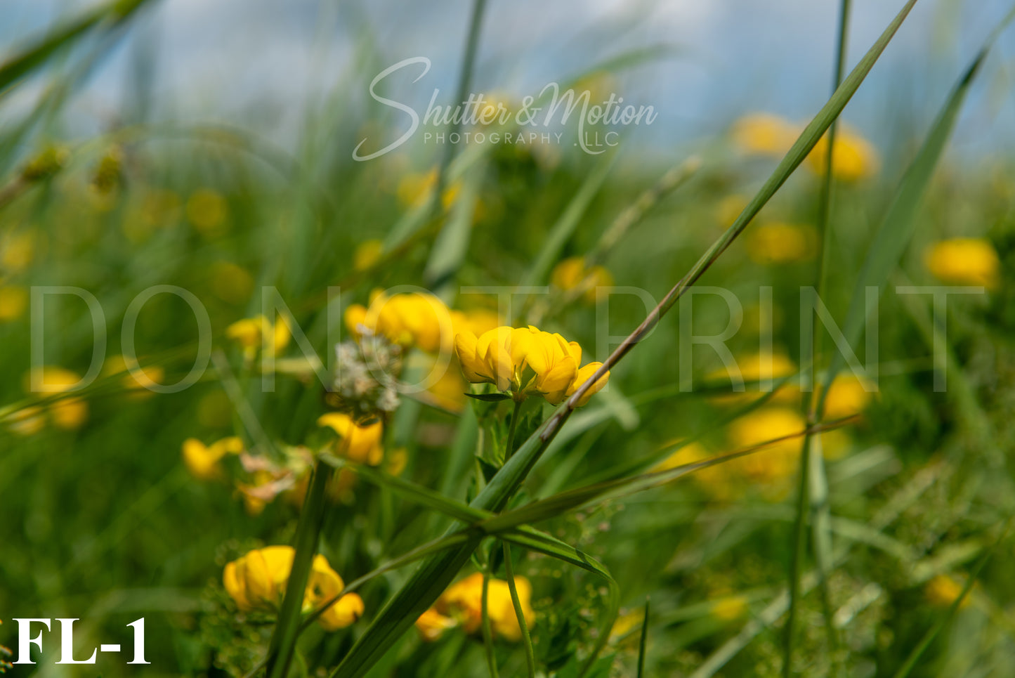 Michigan Wildflower prints/posters