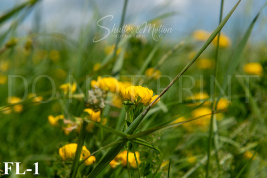 Michigan Wildflower prints/posters