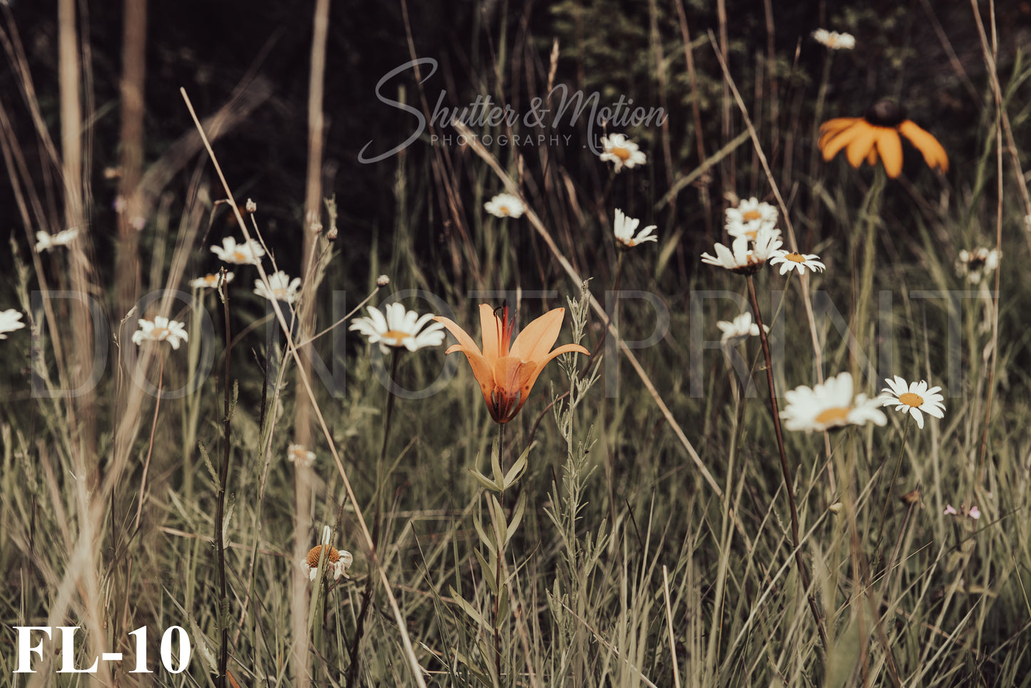 Michigan Wildflower prints/posters