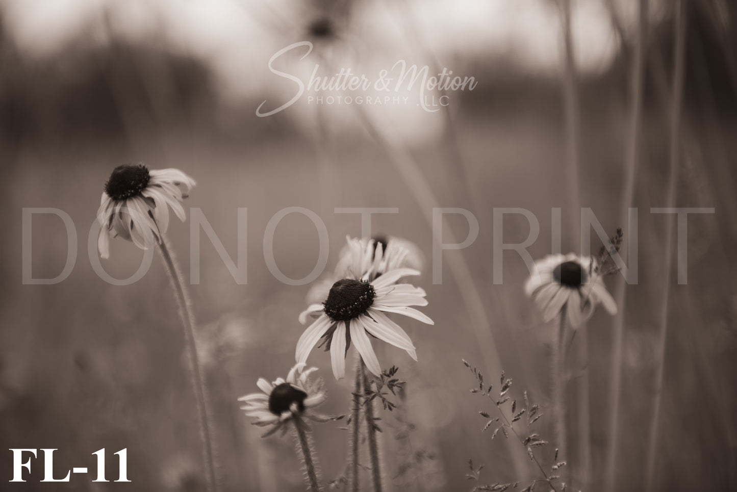 Michigan Wildflower prints/posters