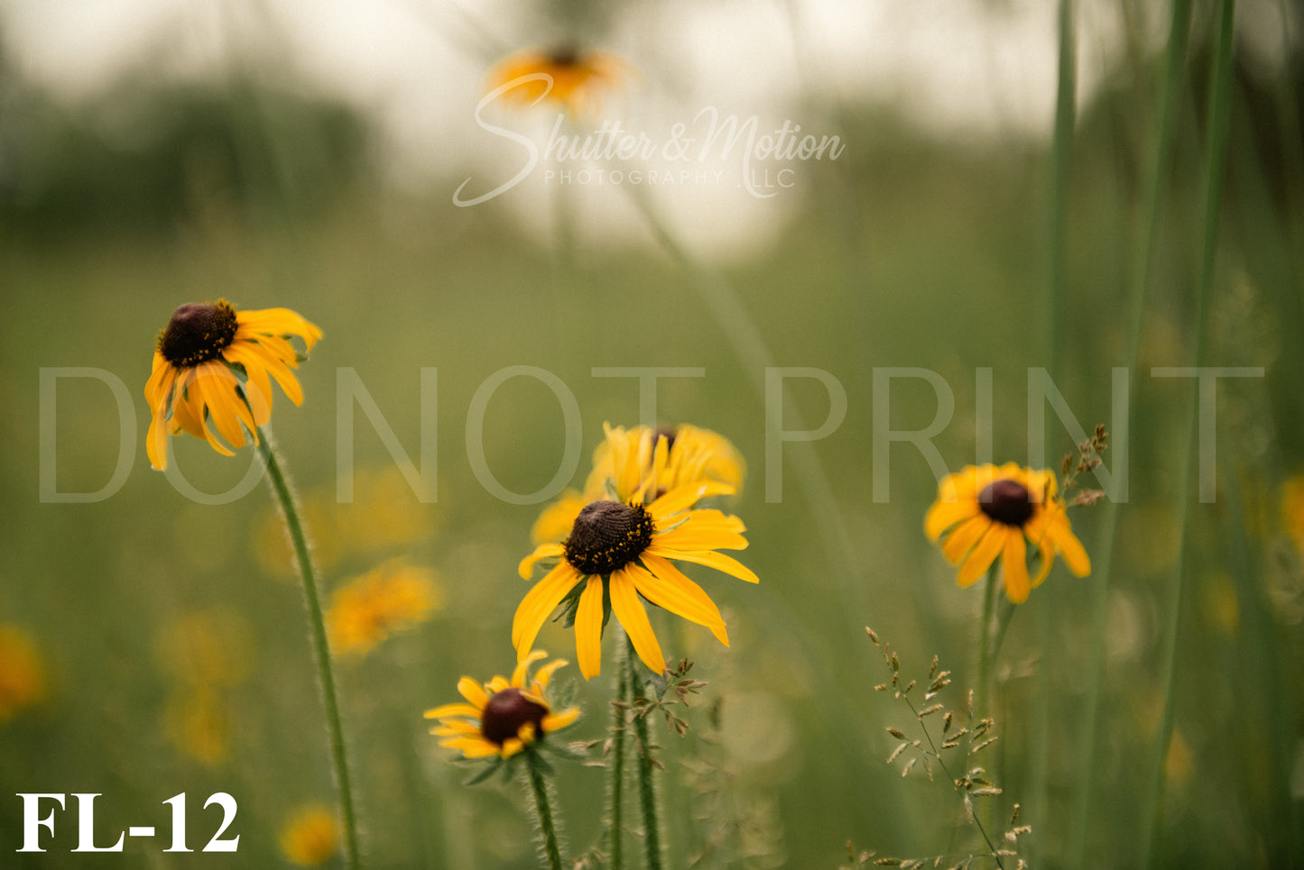 Michigan Wildflower prints/posters