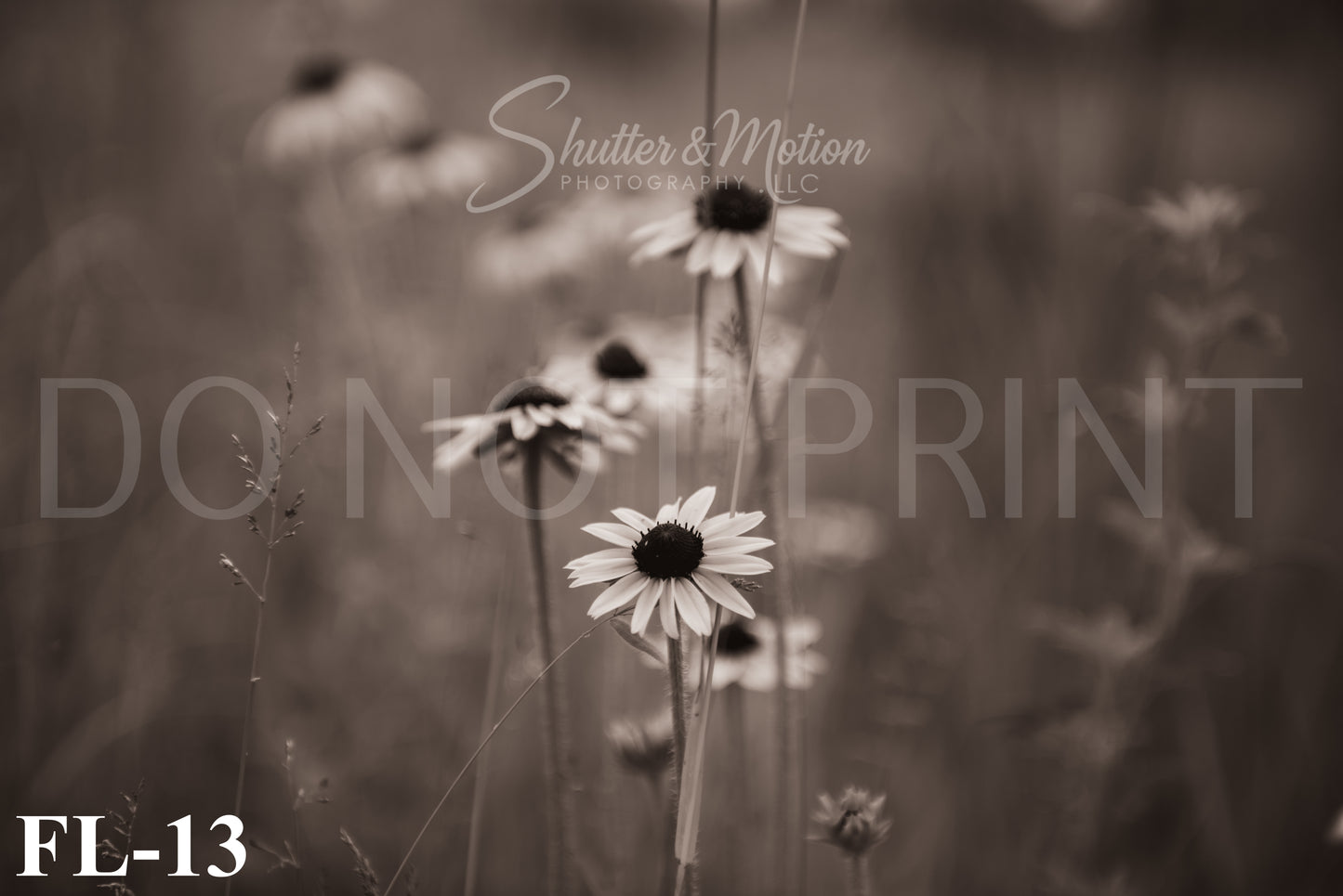 Michigan Wildflower prints/posters