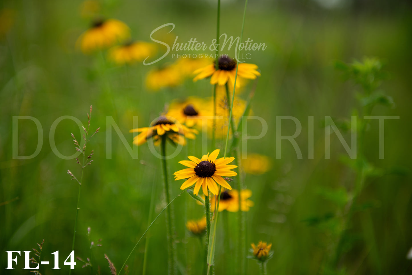 Michigan Wildflower prints/posters