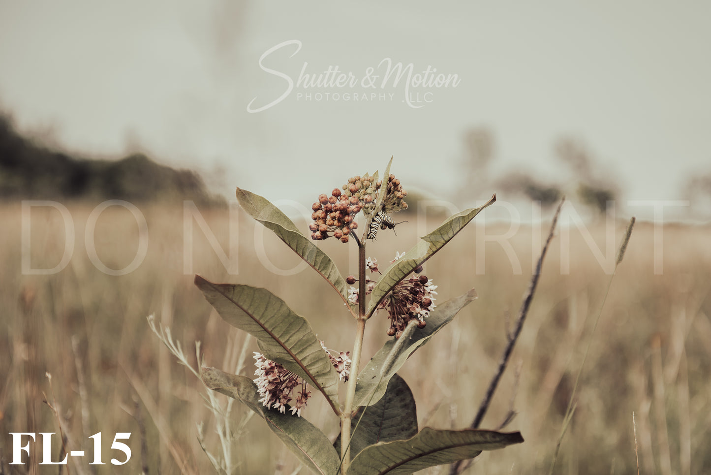 Michigan Wildflower prints/posters