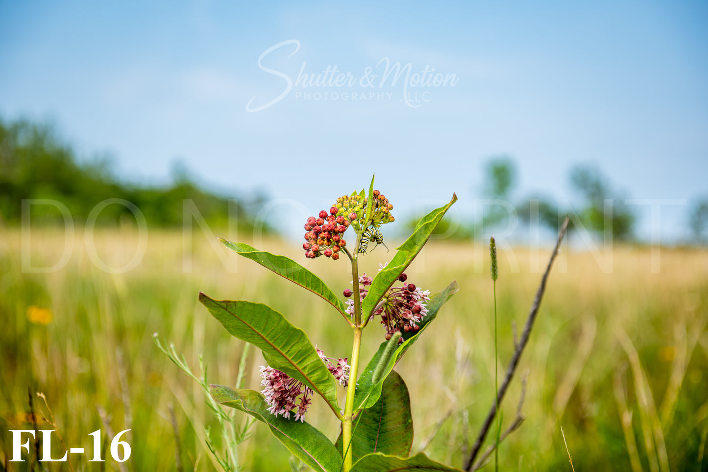 Michigan Wildflower prints/posters