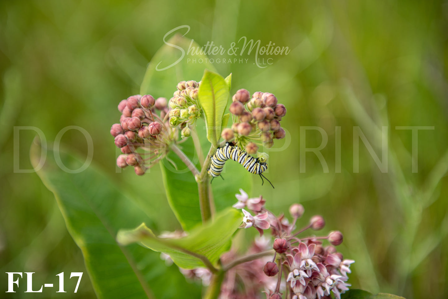 Michigan Wildflower prints/posters