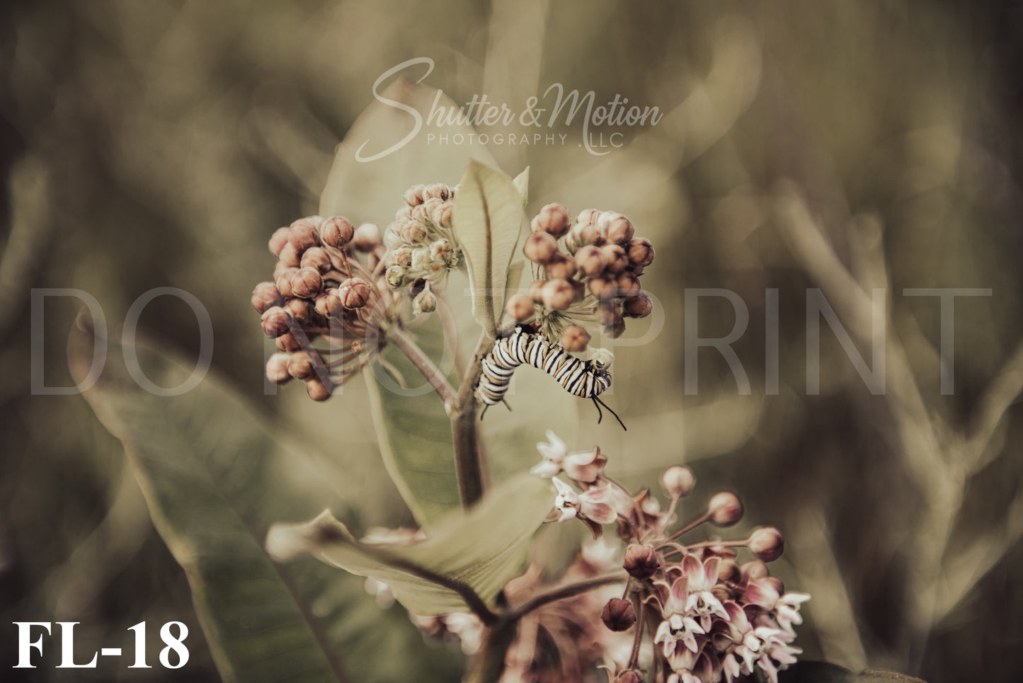 Michigan Wildflower prints/posters