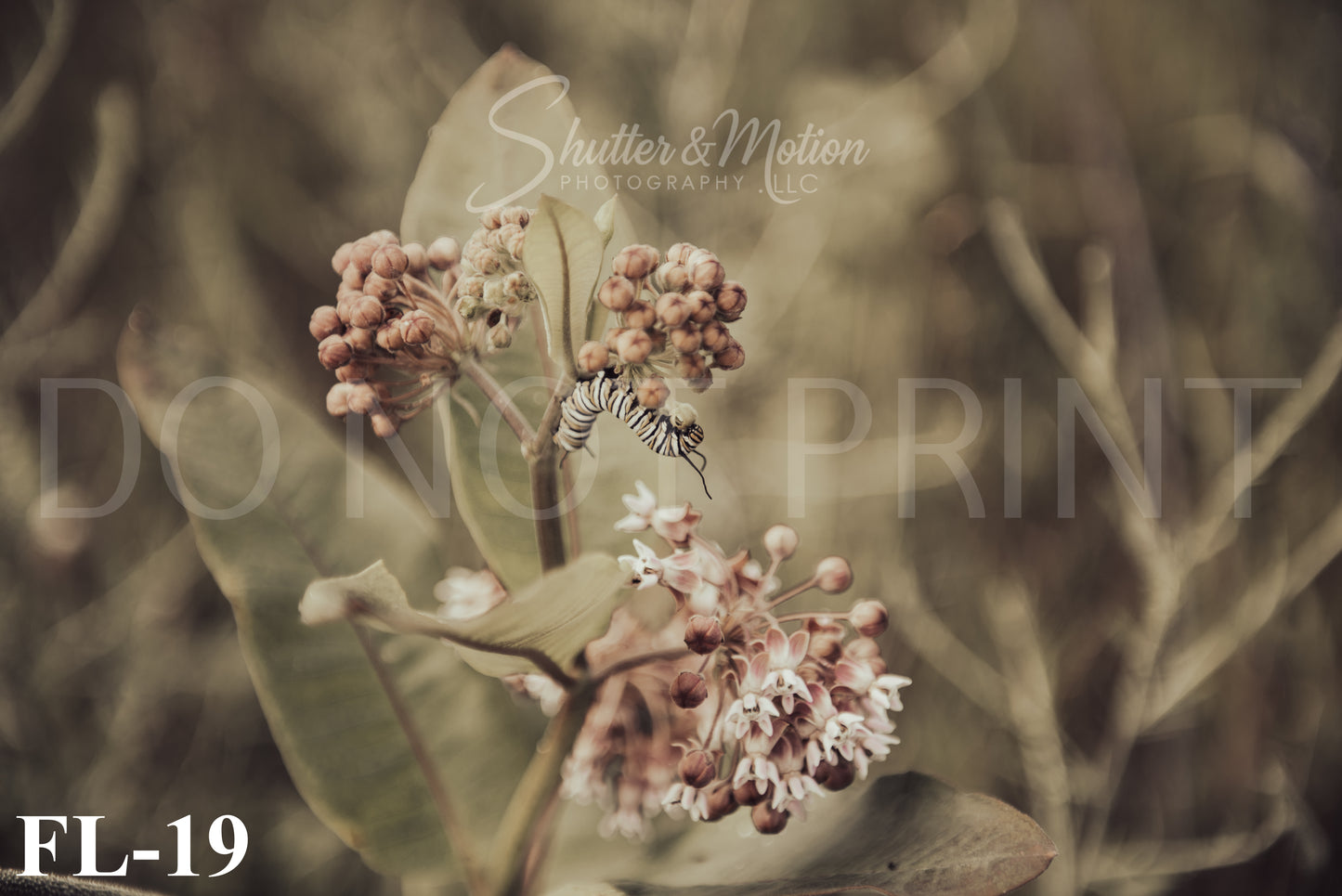 Michigan Wildflower prints/posters