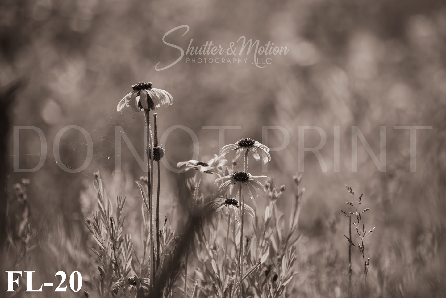 Michigan Wildflower prints/posters