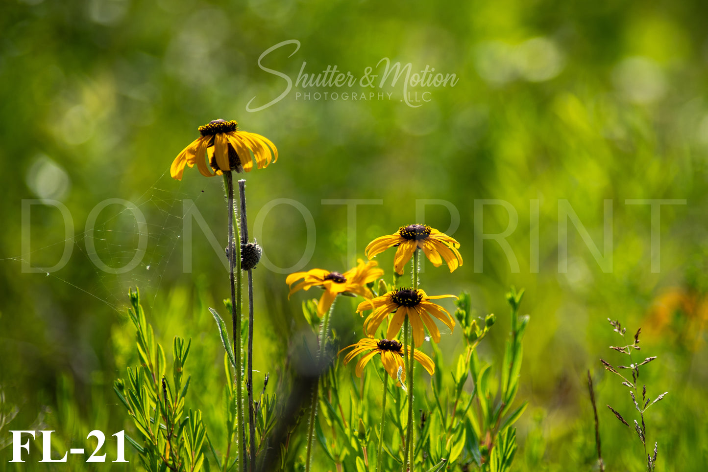 Michigan Wildflower prints/posters