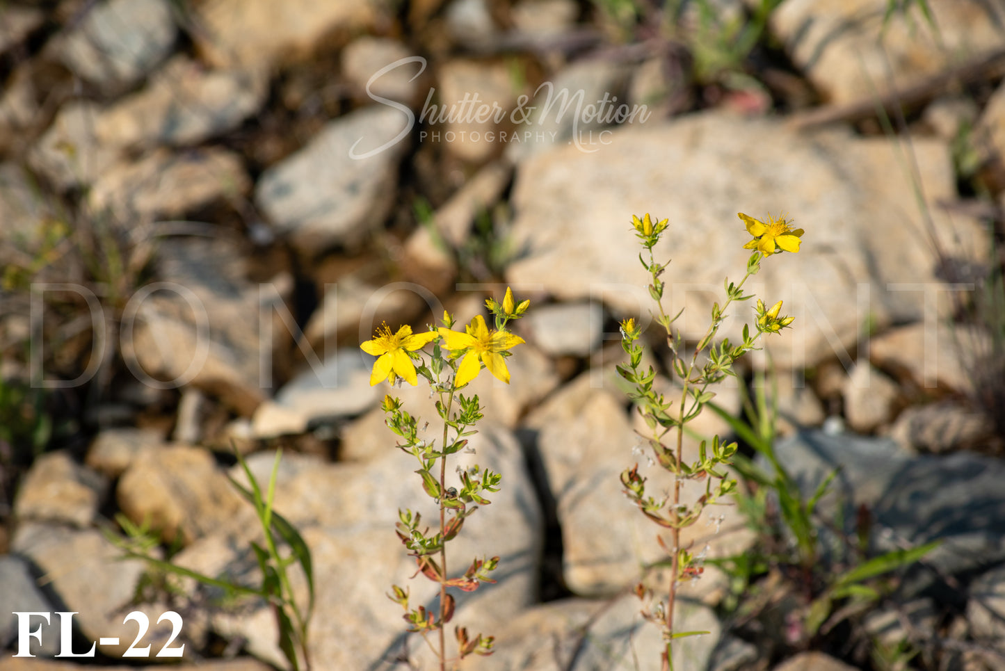 Michigan Wildflower prints/posters