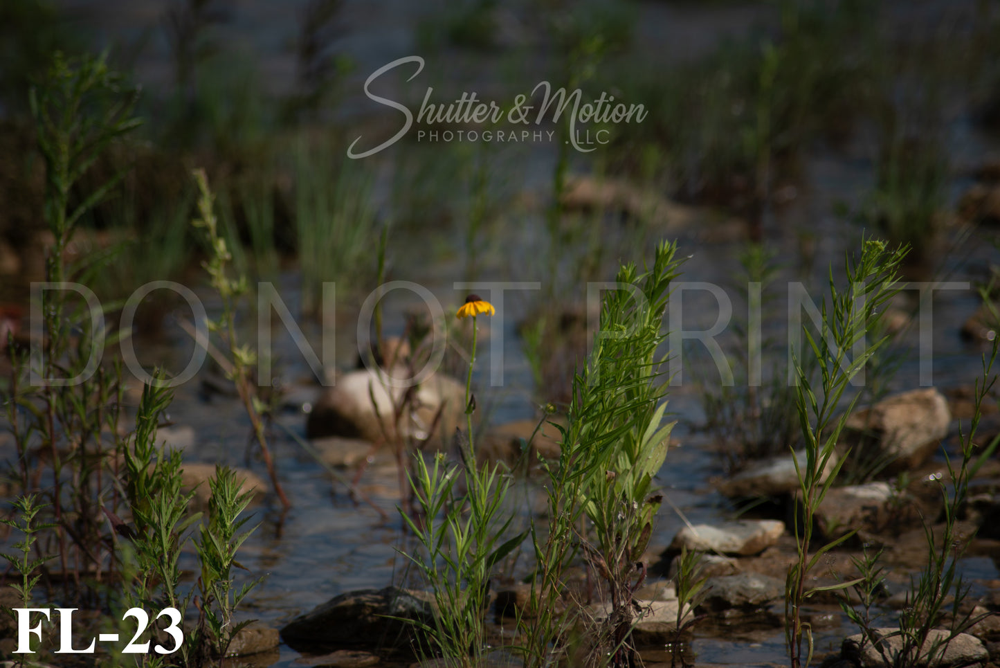 Michigan Wildflower prints/posters
