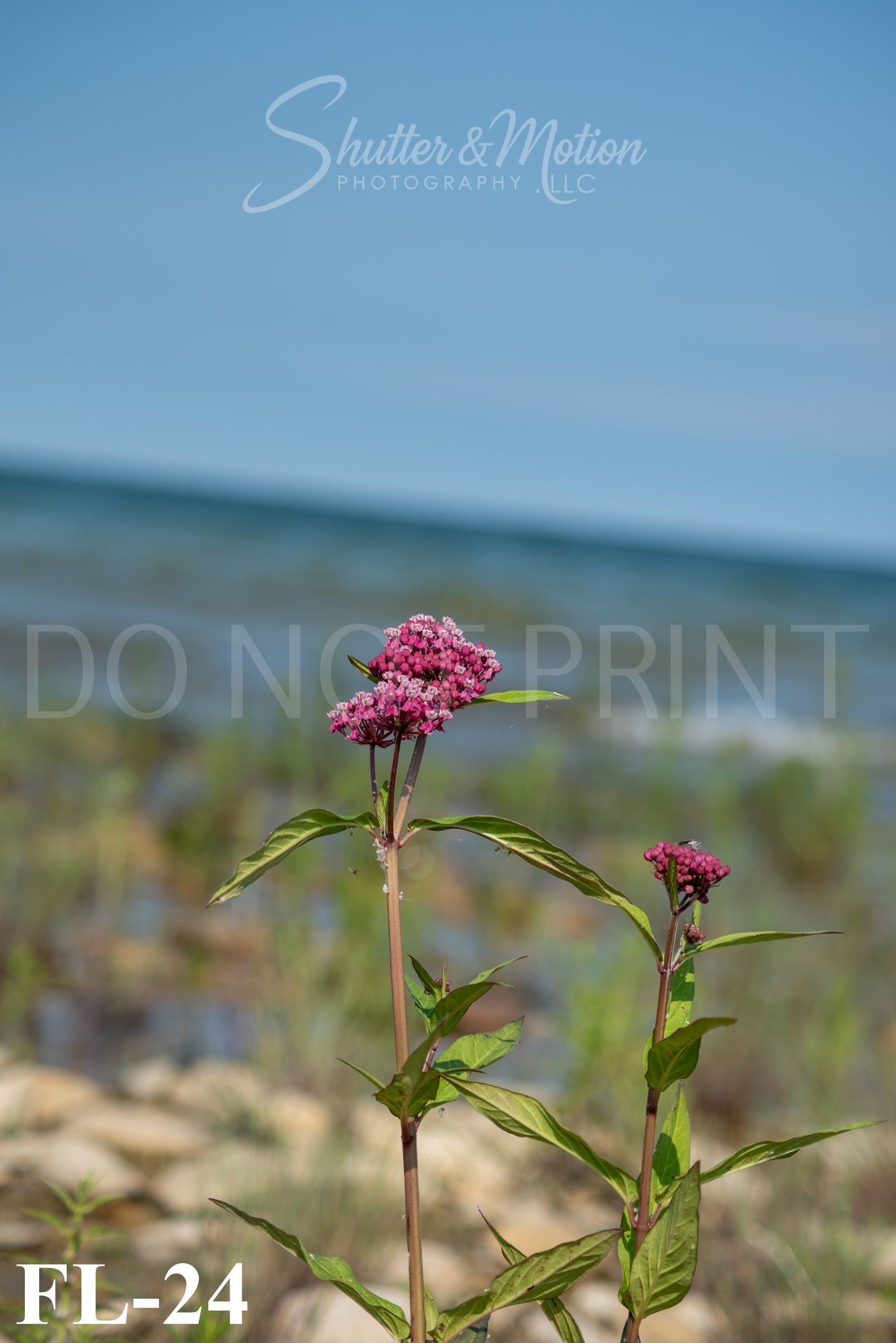Michigan Wildflower prints/posters