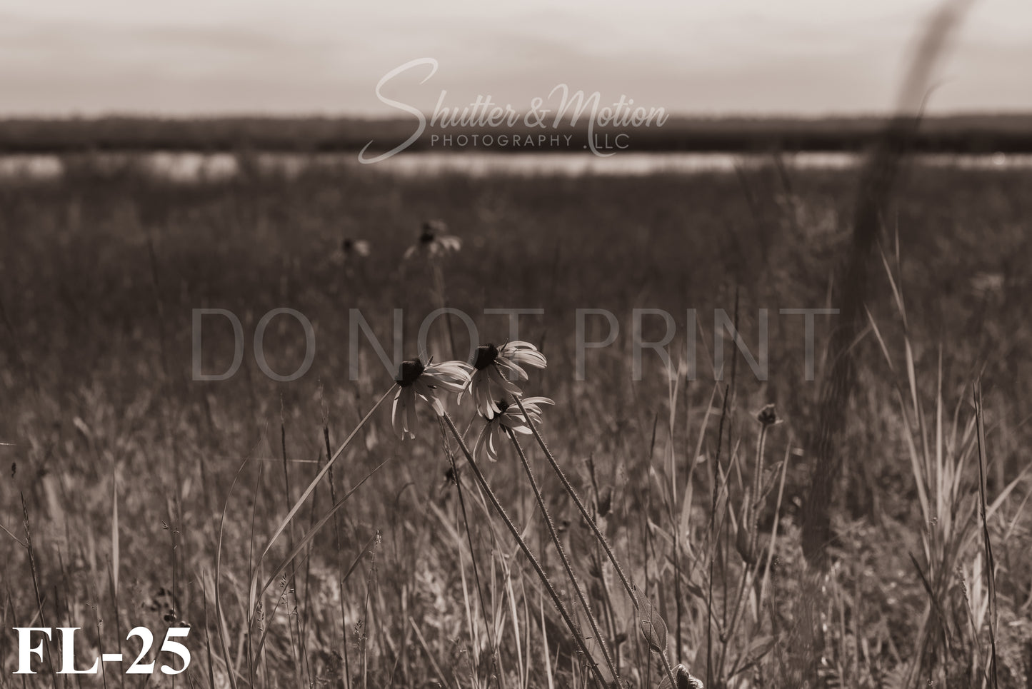 Michigan Wildflower prints/posters