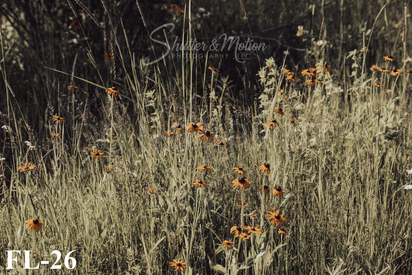 Michigan Wildflower prints/posters