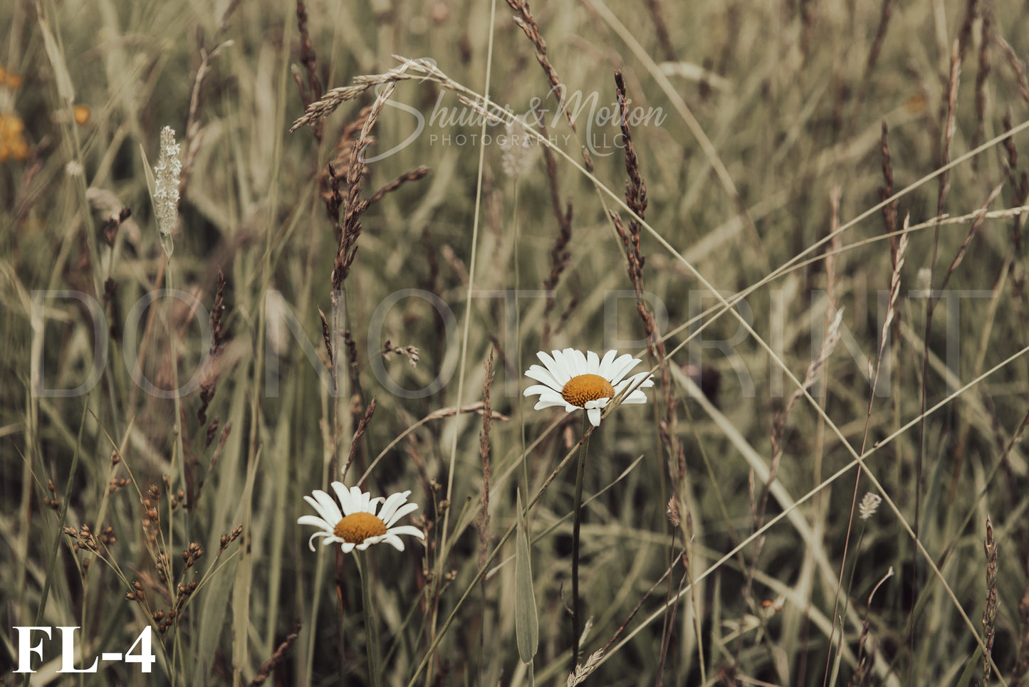 Michigan Wildflower prints/posters