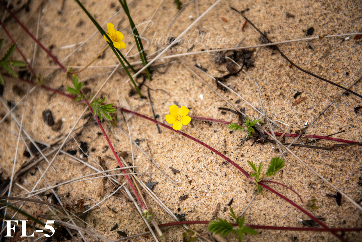 Michigan Wildflower prints/posters