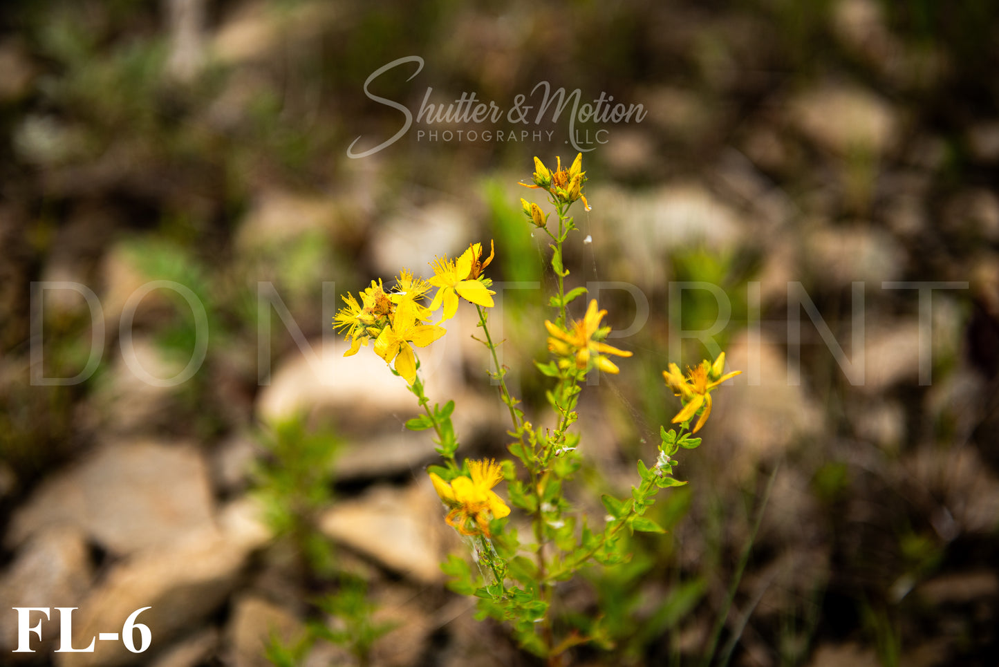Michigan Wildflower prints/posters