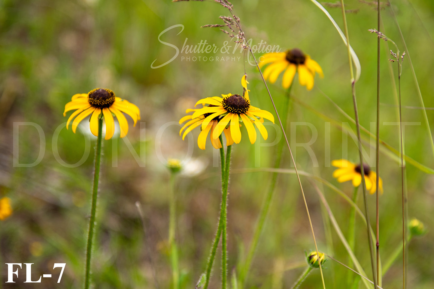 Michigan Wildflower prints/posters