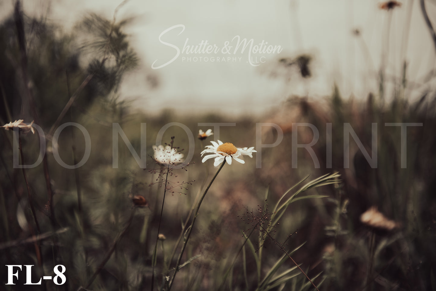 Michigan Wildflower prints/posters