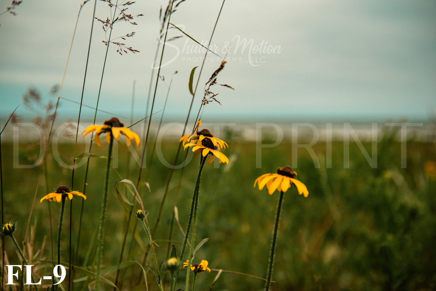 Michigan Wildflower prints/posters