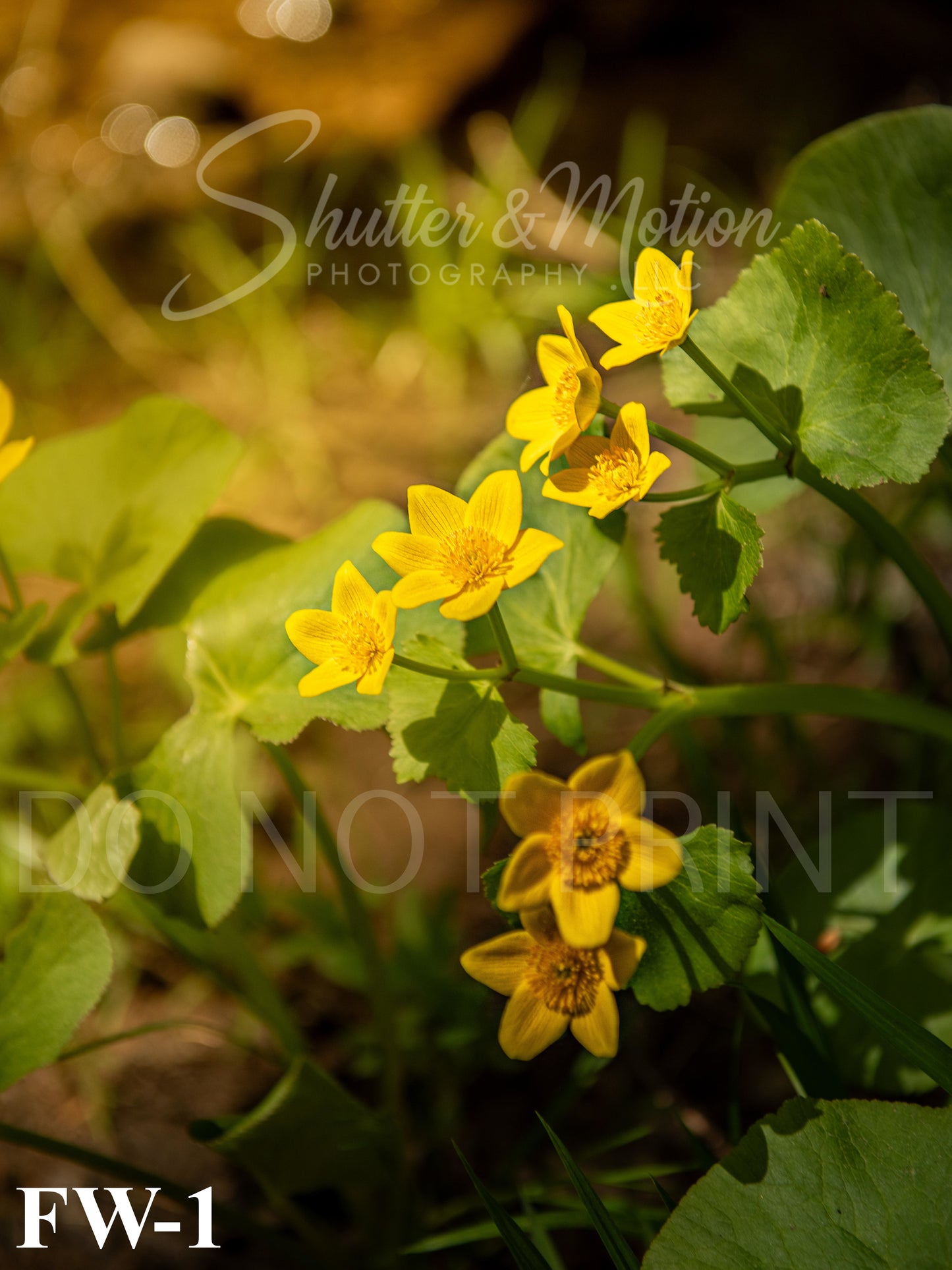 Michigan Wildflower prints/posters