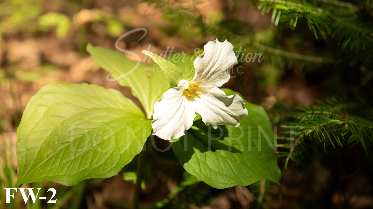 Michigan Wildflower prints/posters
